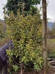 Eleagnus Ebbingei (Alacalı Kış İğdesi ) Fidanı 10 Yaş-250 cm