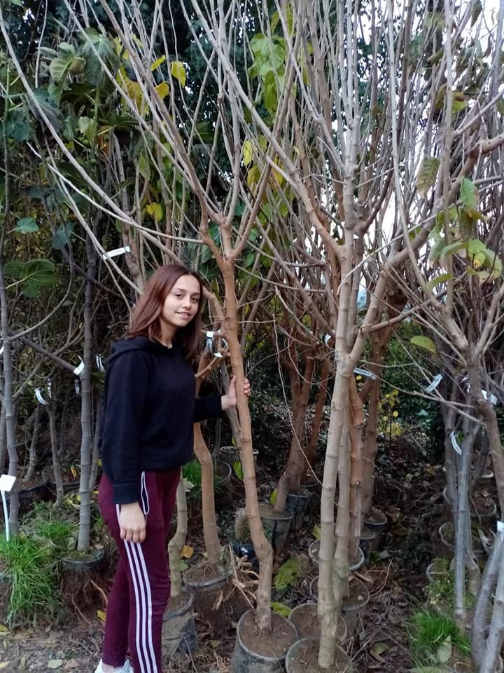 Beyaz İri Meyveli Dut Fidanı 8 Yaş-250-300 cm- Gövde Çevresi 14-20 cm