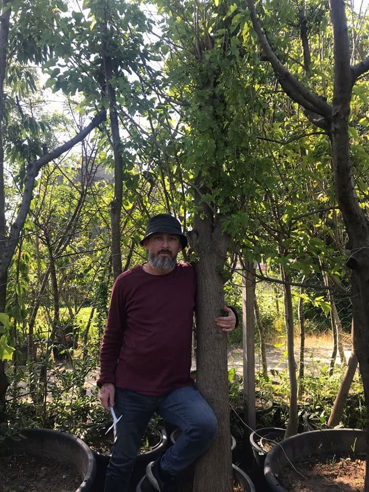Geleneksel Beyaz Meyveli Dut Fidanı Boy 300 cm, Gövde Çapı 50-60 cm