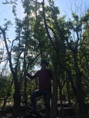Geleneksel Beyaz Meyveli Dut Fidanı Boy 300 cm, Gövde Çapı 50-60 cm