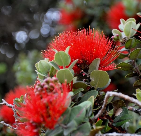 ʻŌhiʻa Lehua Flower 7-8 Yaş Bodur 100 cm