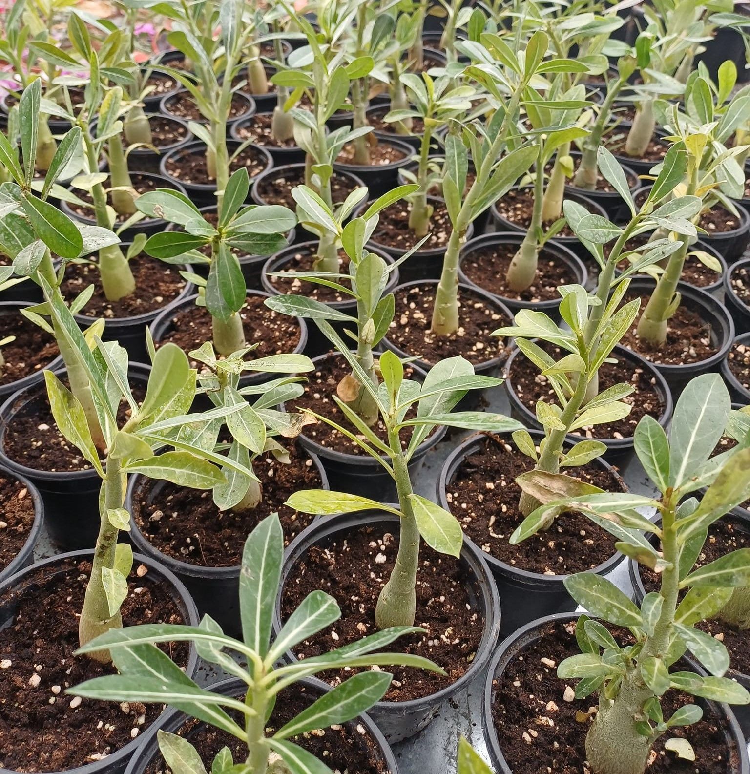 Adenium fidesi çöl gülü karışık renkler