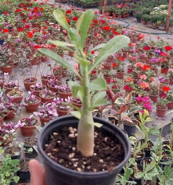 Adenium fidesi çöl gülü karışık renkler