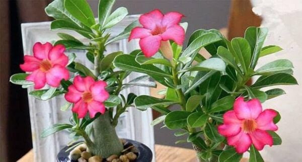 Adenium Çöl Gülü Fidanı 20-30 cm
