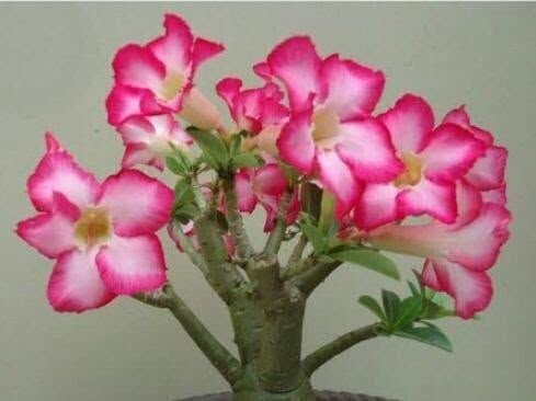 Adenium Çöl Gülü Fidanı 20-30 cm