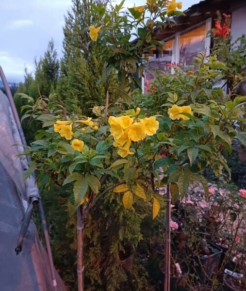 İthal Tecoma Stans Baston-Tijli 200 cm