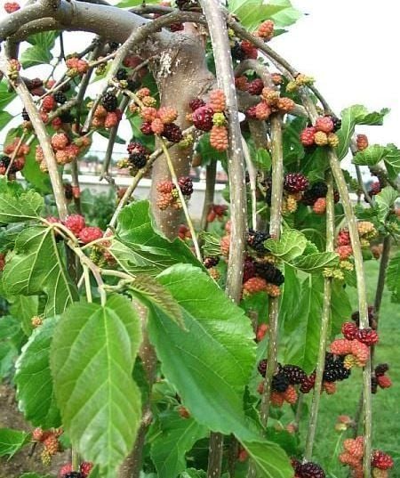 Ters Dut ( Paraşüt Dut ) Fidanı 5-6 Yaş- 200-220 cm
