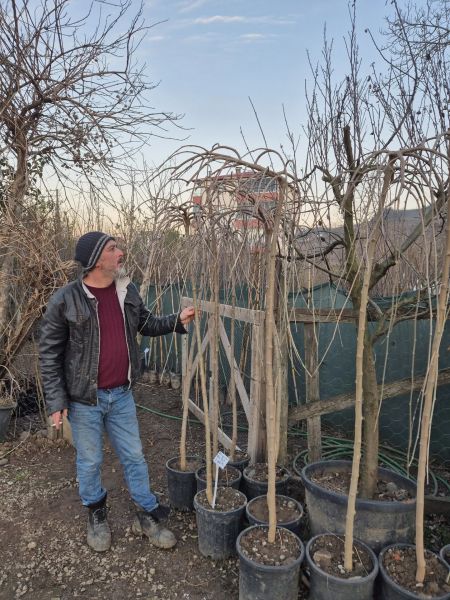 Ters Dut ( Paraşüt Dut ) Fidanı 5-6 Yaş- 200-220 cm