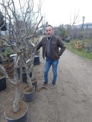 Ekmek Ayvası Fidanı Boy 200 cm-Gövde Çevresi 16-20 cm
