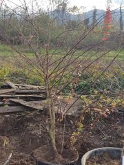 Berberis Thunbergii Atropurpurea-Kırmızı Yapraklı-8 Yaş 200 cm