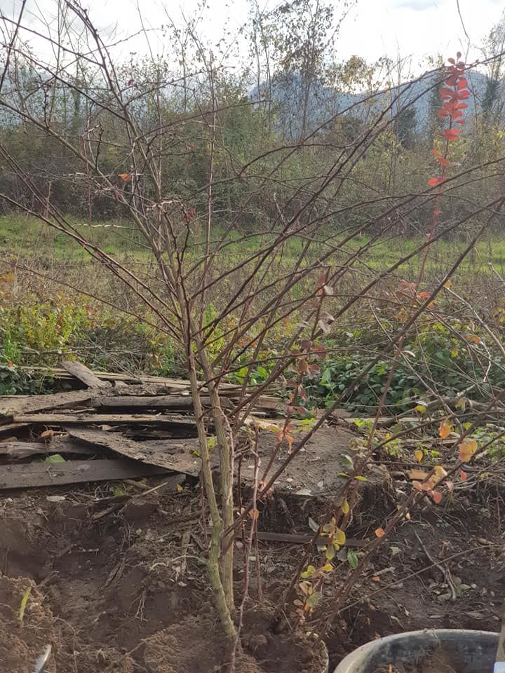 Berberis Thunbergii Atropurpurea-Kırmızı Yapraklı-8 Yaş 200 cm