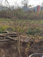 Berberis Thunbergii Atropurpurea-Kırmızı Yapraklı-8 Yaş 200 cm