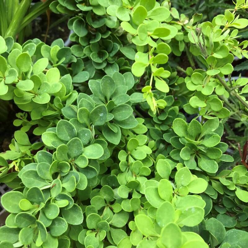Berberis Thunbergii  'Green Carpet'