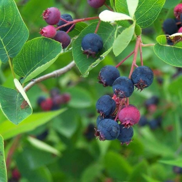 Amelanchier Lamarckii Saskatoon Berry 3 Yaş 50-60 cm