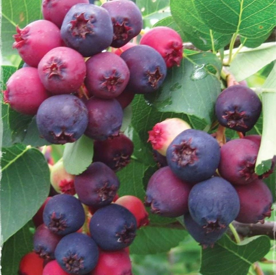 Amelanchier Lamarckii Saskatoon Berry 3 Yaş 50-60 cm