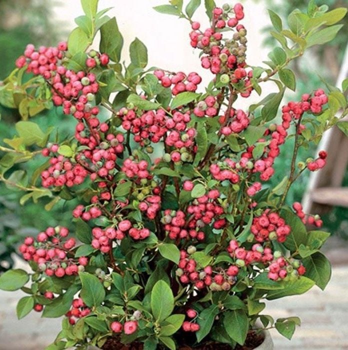 Pink Lemonade Blueberry Fidanı 10 Yaş 150-180 cm