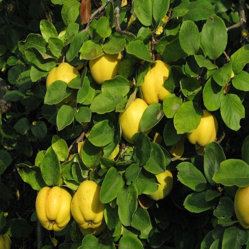 Ayva( Eşme Ayvası) Fidanı 4 Yaş-180-200 cm