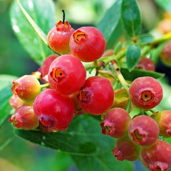 Pink Lemonade Blueberry Fidanı 10 Yaş 150-180 cm