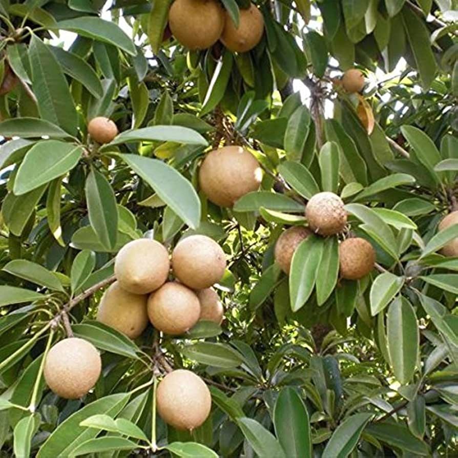 Sapodilla Meyvesi Fidanı 40-50 cm
