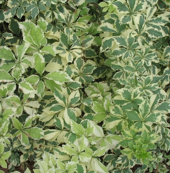 Eleutherococcus Sieboldianus Var. Alacalı Sibirya Ginsengi fidanı