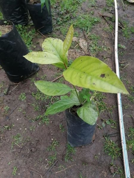 Sapodilla Meyvesi Fidanı 40-50 cm