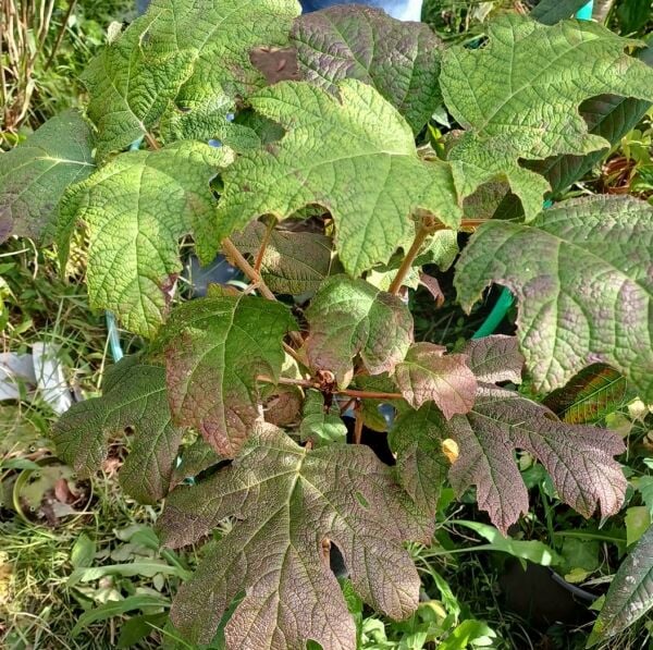 Hydrangea Quercifolia Alice Meşe Yapraklı Ortanca Fidanı-Anaç Bitki