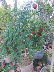 Avustralya Kırmızı Limonu (Australian Blood Lime) 150-200 cm- 5 Yaş-Meyveli Fidan