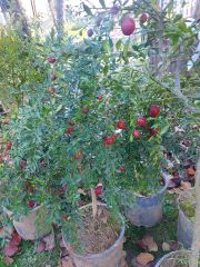 Avustralya Kırmızı Limonu (Australian Blood Lime) 150-200 cm- 5 Yaş-Meyveli Fidan