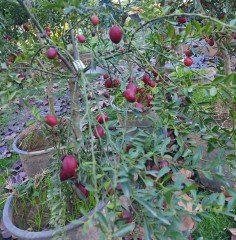 Avustralya Kırmızı Limonu (Australian Blood Lime) 150-200 cm- 5 Yaş-Meyveli Fidan