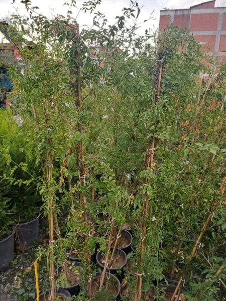 Jasminum Polyanthum- Pembe Tomurcuklu Kış Yasemini 200-230 cm