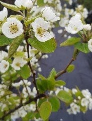 June Beauty (Haziran Güzeli) Armut 150 cm-7 Yaş