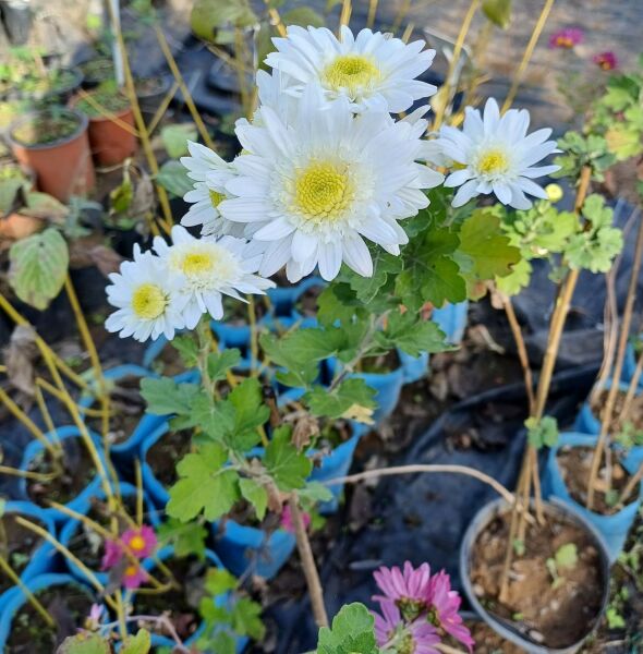 Koca Kafa Sırık Boy Bol Çiçekli Kasımpatı Fidanı Beyaz Renk