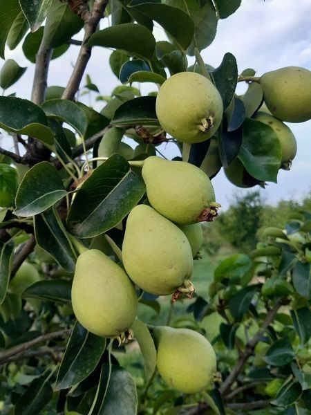 Göksulu Armut Fidanı 180-200 cm 7-Yaş