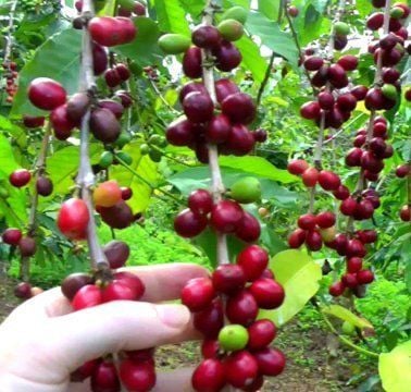 Kahve (Coffea Arabica) Fidanı 220-cm-10 Yaş