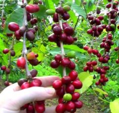 Kahve (Coffea Arabica) Fidanı 220-cm-10 Yaş