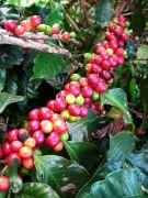Kahve (Coffea Arabica) Fidanı 220-cm-10 Yaş