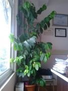 Kahve (Coffea Arabica) Fidanı 220-cm-10 Yaş