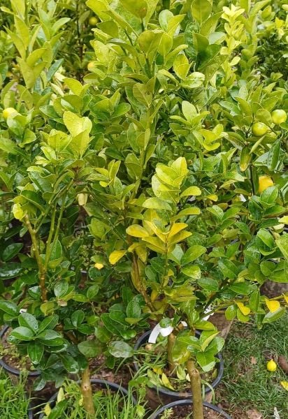 Lime (Meksika Misket Limonu) Dikensiz Kültür Çeşit 5-6 Yaş-120 cm