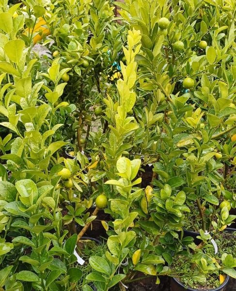 Lime (Meksika Misket Limonu) Dikensiz Kültür Çeşit 5-6 Yaş-120 cm