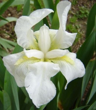 Iris germanica Immortality-Saksılı
