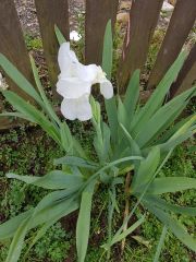 Iris germanica Immortality-Saksılı