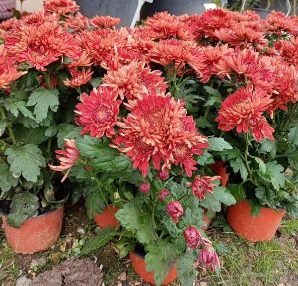 Koca Kafa Biçmelik Kasımpatı Fidanı