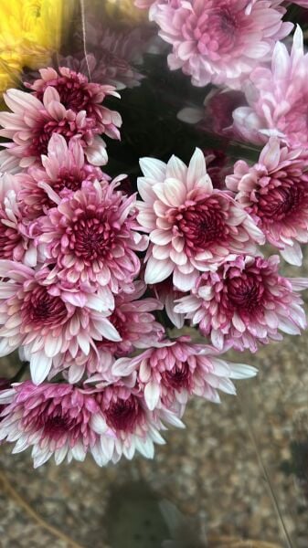 Koca Kafa Biçmelik Kasımpatı Fidanı