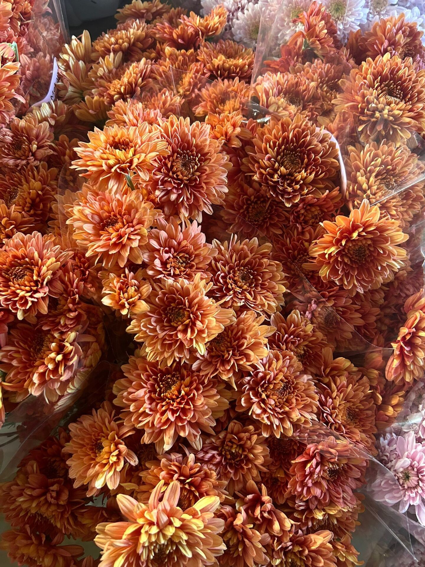 Koca Kafa Biçmelik Kasımpatı Fidanı