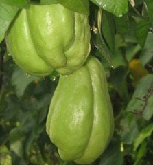 Rodos Kabağı/Dikenli kabak Fidesi