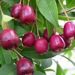 Eugenia Myrtifolia (Avustralya Kirazı)  Fidanı 8-10 Yaşında 200-250 cm