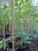 Eugenia Myrtifolia (Avustralya Kirazı)  Fidanı 8-10 Yaşında 200-250 cm