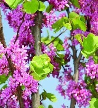 Erguvan (Cercis siliquastrum) Fidanı 200-230 cm