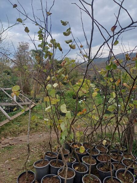 Erguvan (Cercis siliquastrum) Fidanı 200-230 cm