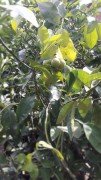 Kanlı Greyfurt fidanı 3 Yaş-130-140 cm